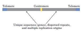 EUKARYOTES Contain centromere-a sequence of DNA that functions during cell division as an attachment point for proteins that