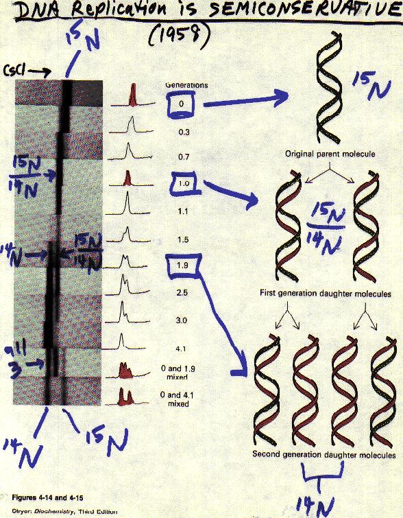 4-13, Fig 14, 15 ].! DNA strands with 15 N and 14 N containing bases were analyzed through several generations of E. coli cell division (and DNA replication).