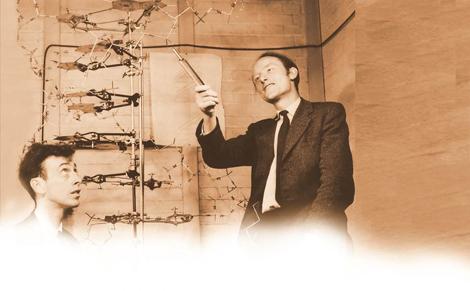 The Work of Watson and Crick