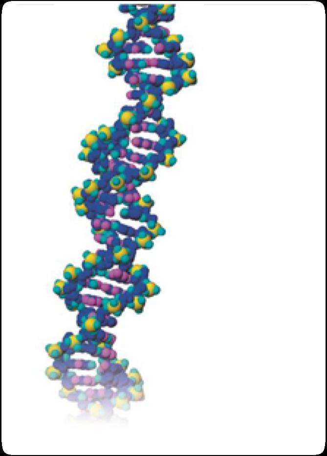 The Double Helix: Antiparallel Strands The two strands in a DNA molecule run in opposite directions.
