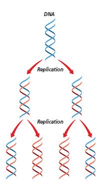Nucleotide Sequence Living organisms are different due to the differences in sequences of bases.