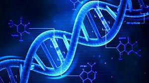 DNA stands for deoxyribose nucleic acid. DNA controls the kind of cell which is formed (i.e. muscle, blood, nerve).