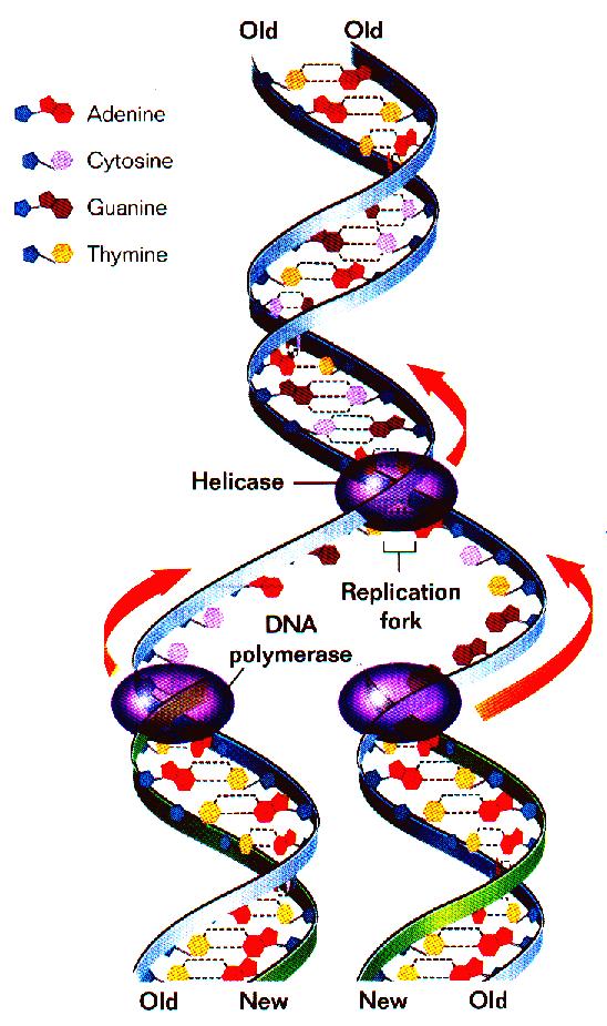 DNA Replication DNA is un zipped and unwound by the enzyme helicase The enzyme Polymerase attaches and reads the DNA DNA nucleotides find their compliments on each side of the DNA
