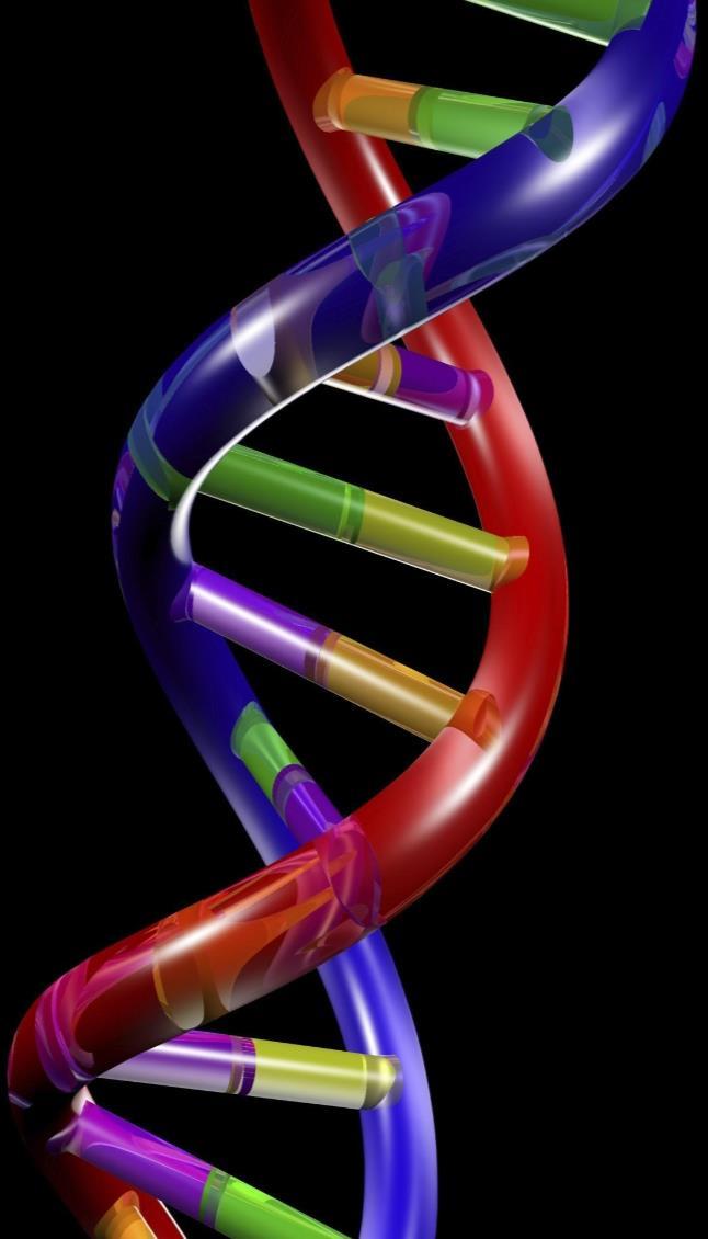 DNA is structured in a double helix fashion, as shown. This continuous string of nucleotide bases and the sequence they are in, determine an organisms' structural, physical and anatomical features.