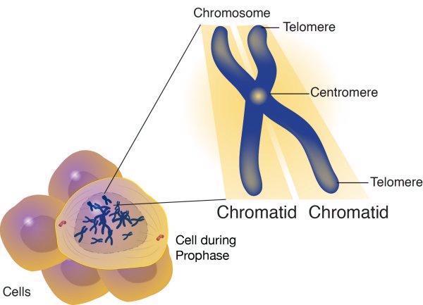 The structure, type and functions of a cell are all determined by chromosomes: They are found in