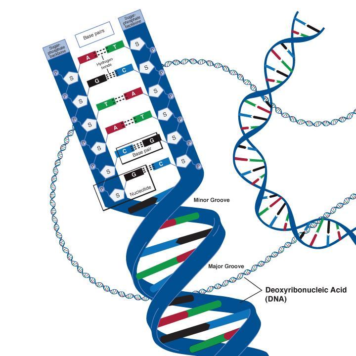 It is essential that the replication of DNA is EXACT. In order for this to occur, the following must be available: The actual DNA to act as an exact template (original copy of the DNA).