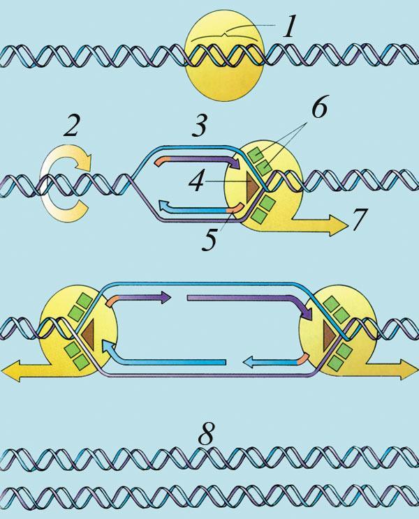 Replication proceeds in both directions on the DNA strand,