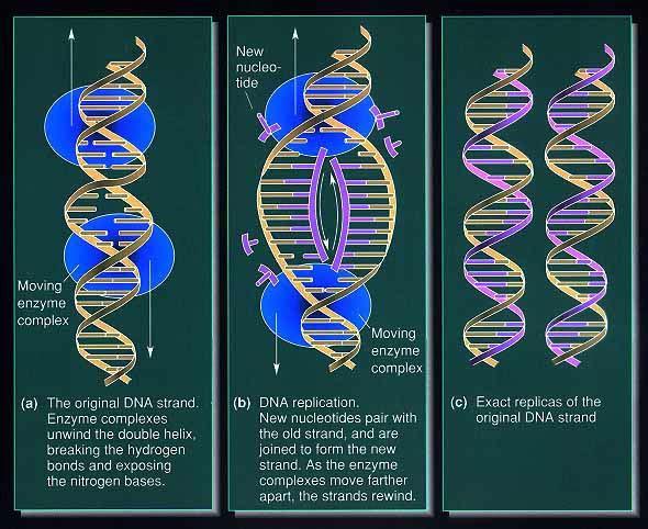 It is said that the replicated DNA is semi-conservative, because it possesses 50% of the original genetic material from its parent.