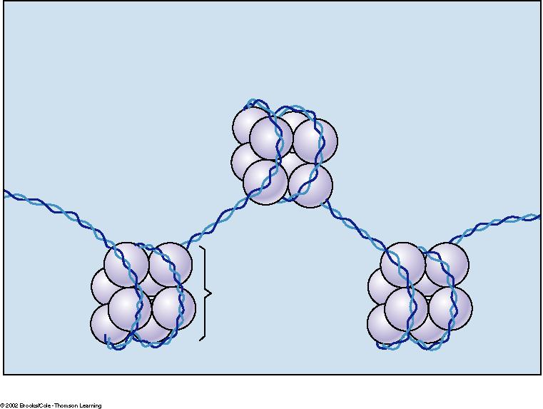 Nucleosome = protein + DNA