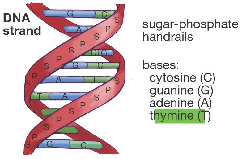 Sugar phosphate backbone Base