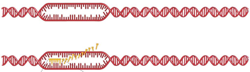 DNA double helix separates