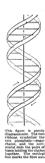2 April 1953 MOLECULAR STRUCTURE OF NUCLEIC ACIDS A Structure for Deoxyribose Nucleic Acid We wish to suggest a structure for the salt of deoxyribose nucleic acid (D.