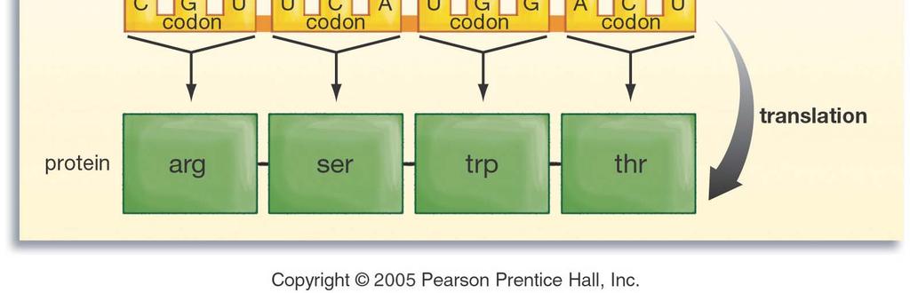 sequence (codons) into