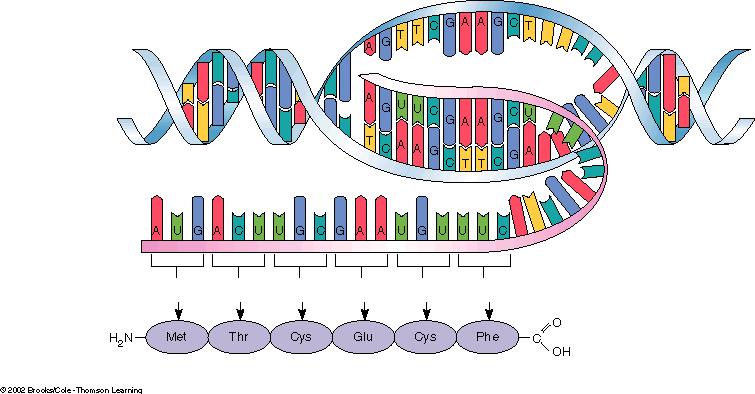 review Translation = mrna codons place amino acids in proper order Nontranscribed strand DNA
