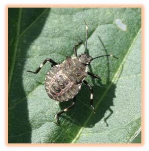 Brown Marmorated Stink Bug Distribution 2008 Confirmed 2009 Confirmed