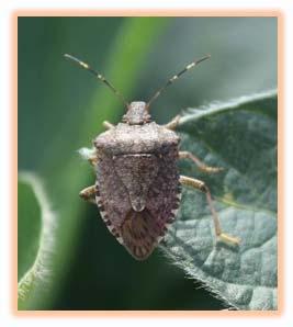 Confirmed Kudzu Bugs and BMSB Main Factor Insect Effects, 2013 15