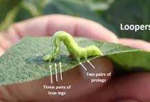Other Common Soybean Pests Pod feeding