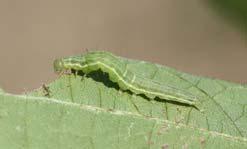 defoliating caterpillars Green cloverworm and