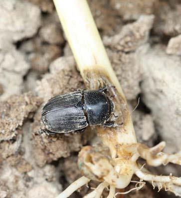 Trade Names Billbugs Relative Efficacy of Corn IST White grubs Seedcorn maggot Wireworms Cutworms Sugarcane beetle Stink bugs Chinch bugs Southern corn rootworm Poncho 250,