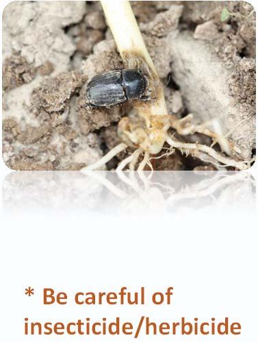Managing Soil Insects Be proactive in high risk fields New fields Problem fields