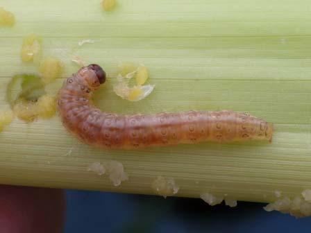 careful of insecticide/herbicide interactions Corn Borers The primary target of Bt
