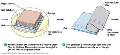 Pieces of DNA are separated based on size on an agarose gel Probes are used to