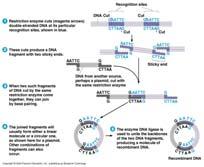 Restriction enzymes Recognize a specific sequence of bases and cut the DNA backbone Enzymes are named from the organism they are isolated from EcoR1 (GAATTC) Sau3A (GATC) Generates sticky ends