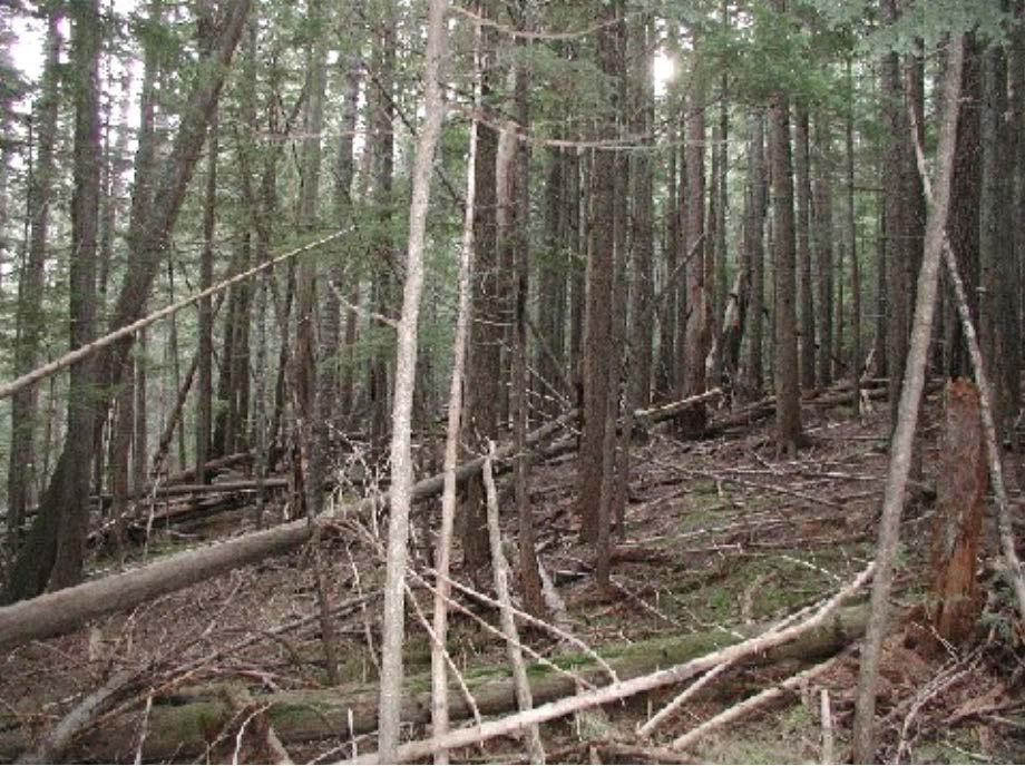 The overstory canopies tend to be moderate to very dense, and these areas tend to have a substantial number of understory trees that serve as ladder fuels.