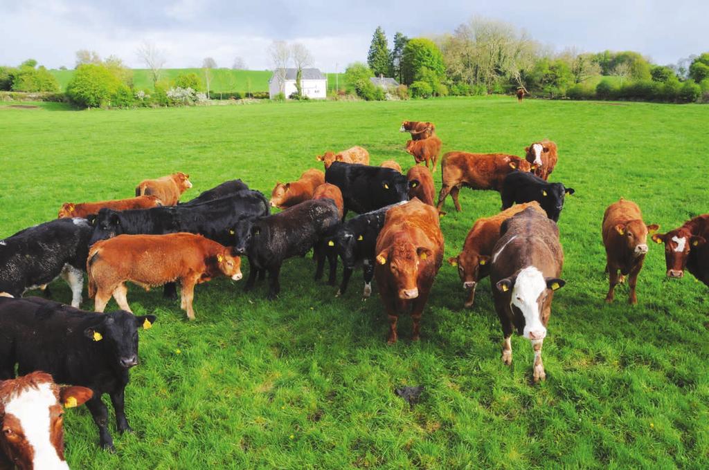 Section 3 19 Store to Beef Systems by Pearse Kelly Introduction Systems that maximise the gains at grass while controlling the costs during the housing and finishing periods have the potential to