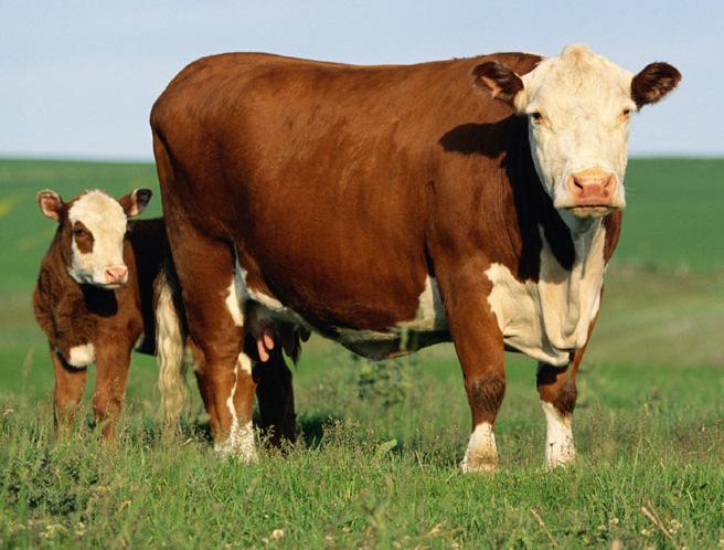 ECONOMIC COMPARISON Cattle 1 cow-calf unit/3 ac 85% calf crop 500 lb.