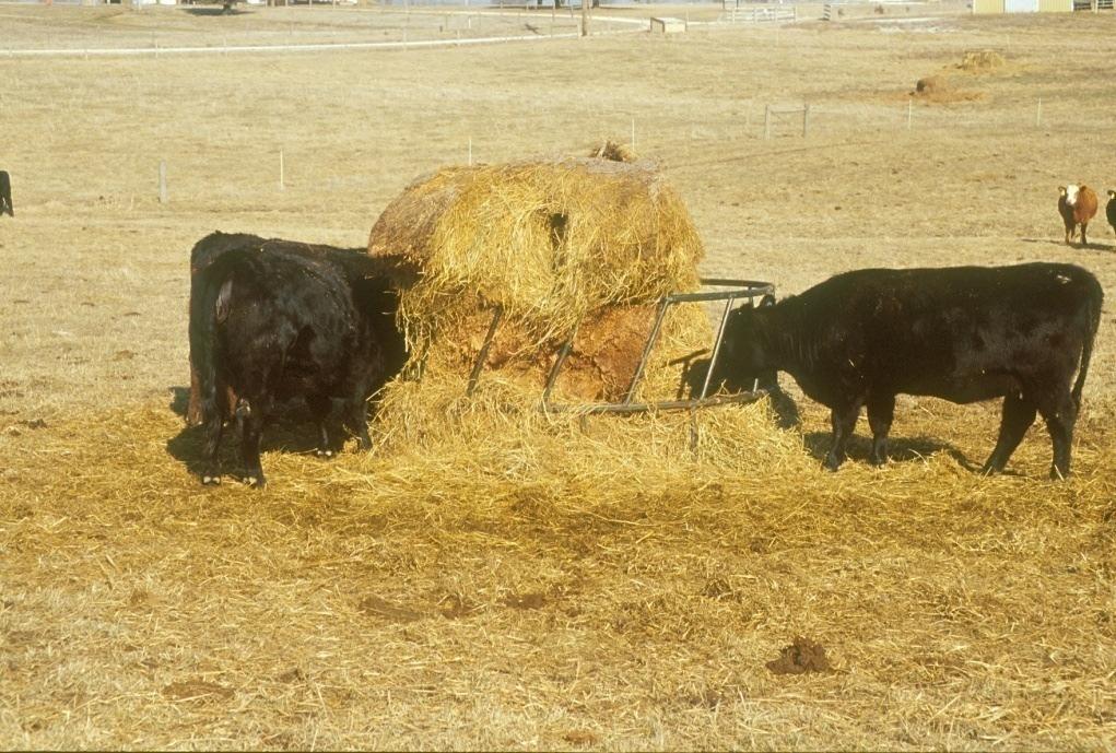 NUTRIENT VALUES 1000 lb bale of grass hay 25 lb of N 7.