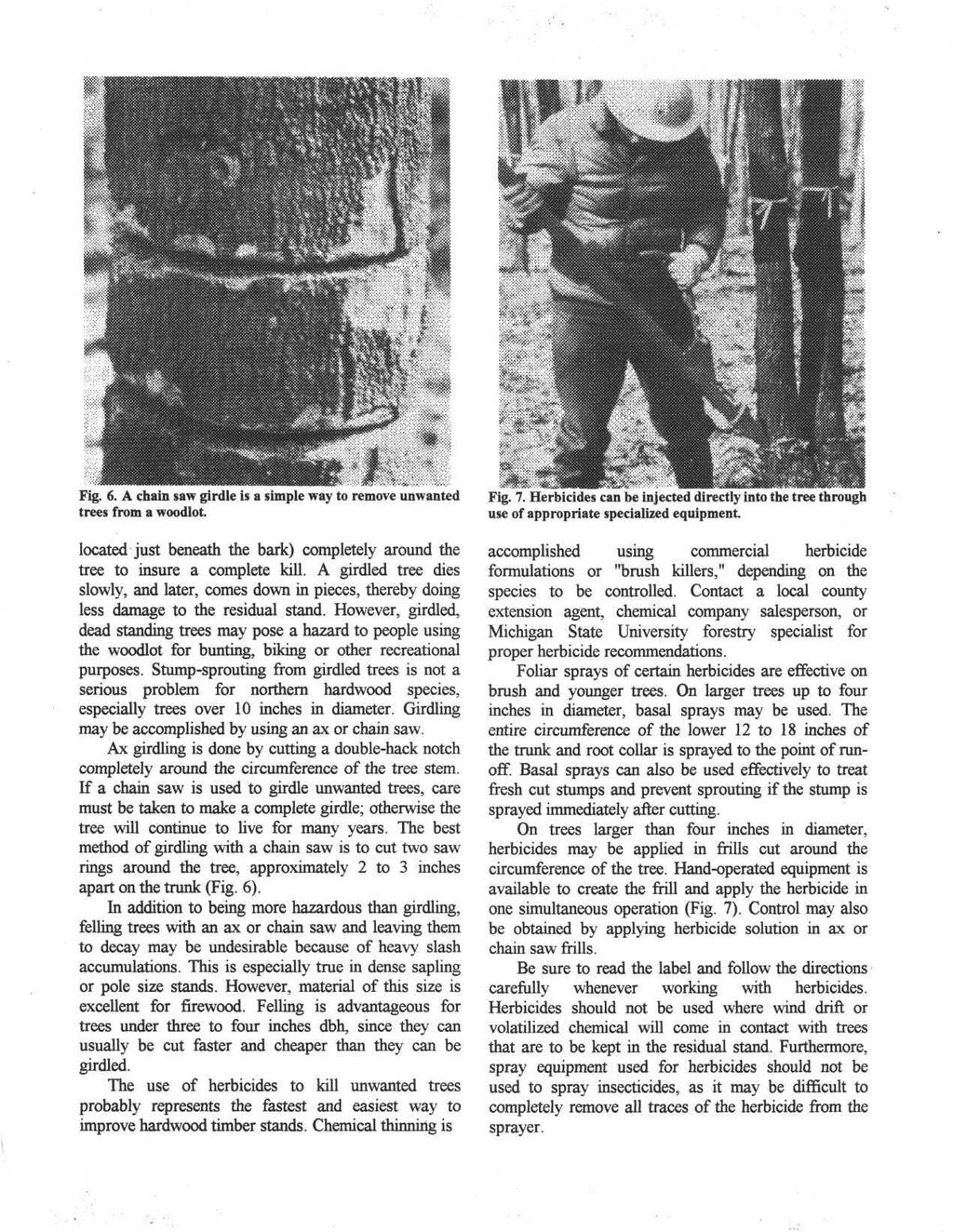 Fig. 6. A chain saw girdle is a simple way to remove unwanted trees from a woodlot located just beneath the bark) completely around the tree to insure a complete kill.