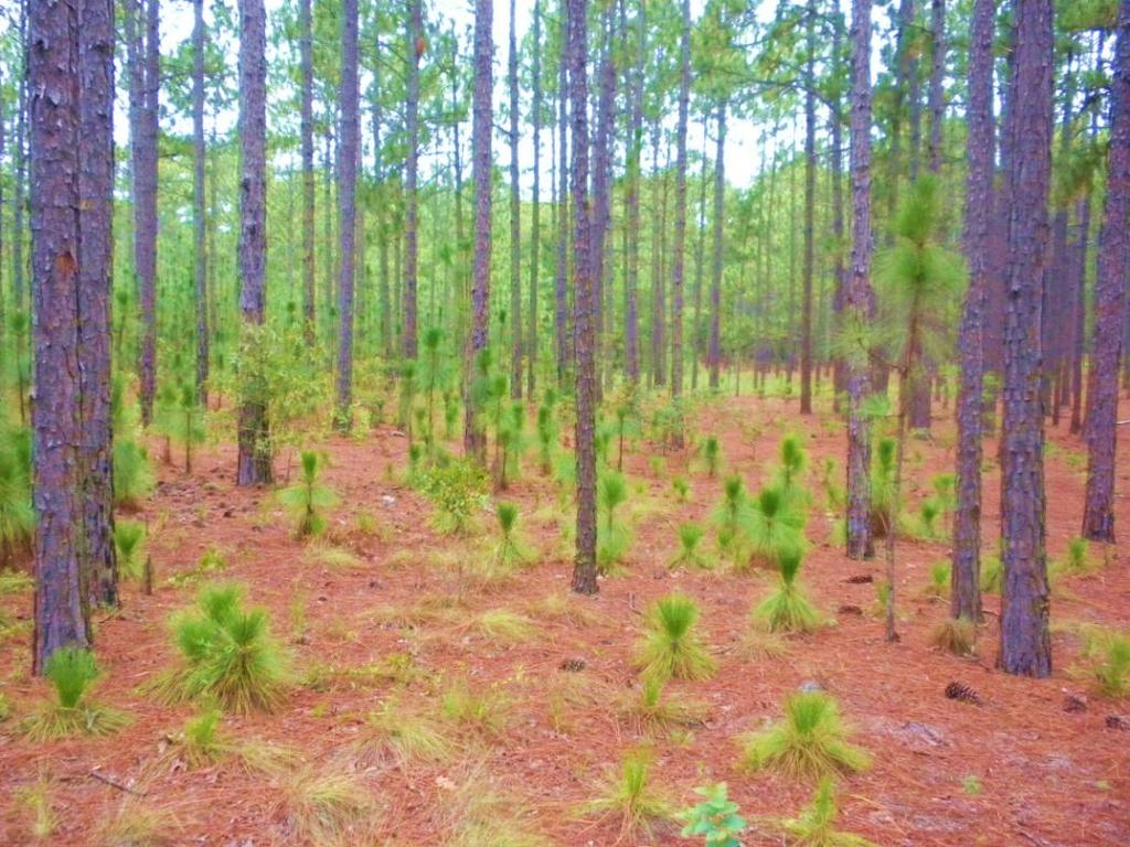 ECONOMIC ANALYSIS OF PAYMENTS REQUIRED TO ESTABLISH LONGLEAF PINE HABITAT ON PRIVATE LANDS FOR OFF BASE