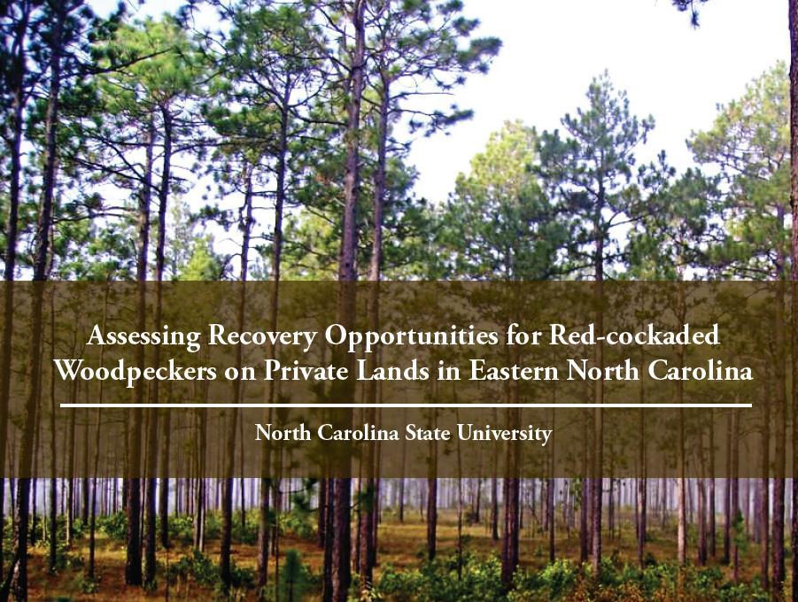 LONGLEAF COMPETITION WITH LOBLOLLY Pine straw essential to make longleaf competitive Need more research on pine straw markets, price impacts Post-recession prices have negative impact on loblolly