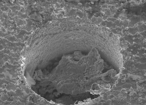 50 µm Figure 29