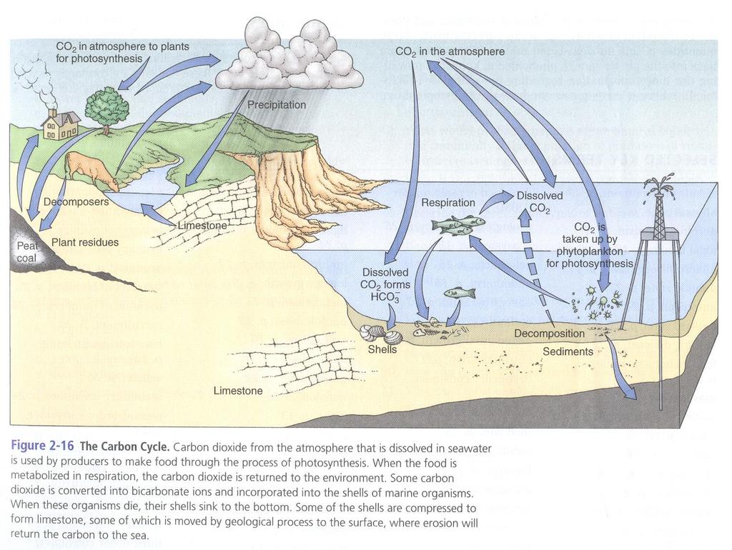 The carbon cycle To understand the carbon cycle effect on climate (long term).