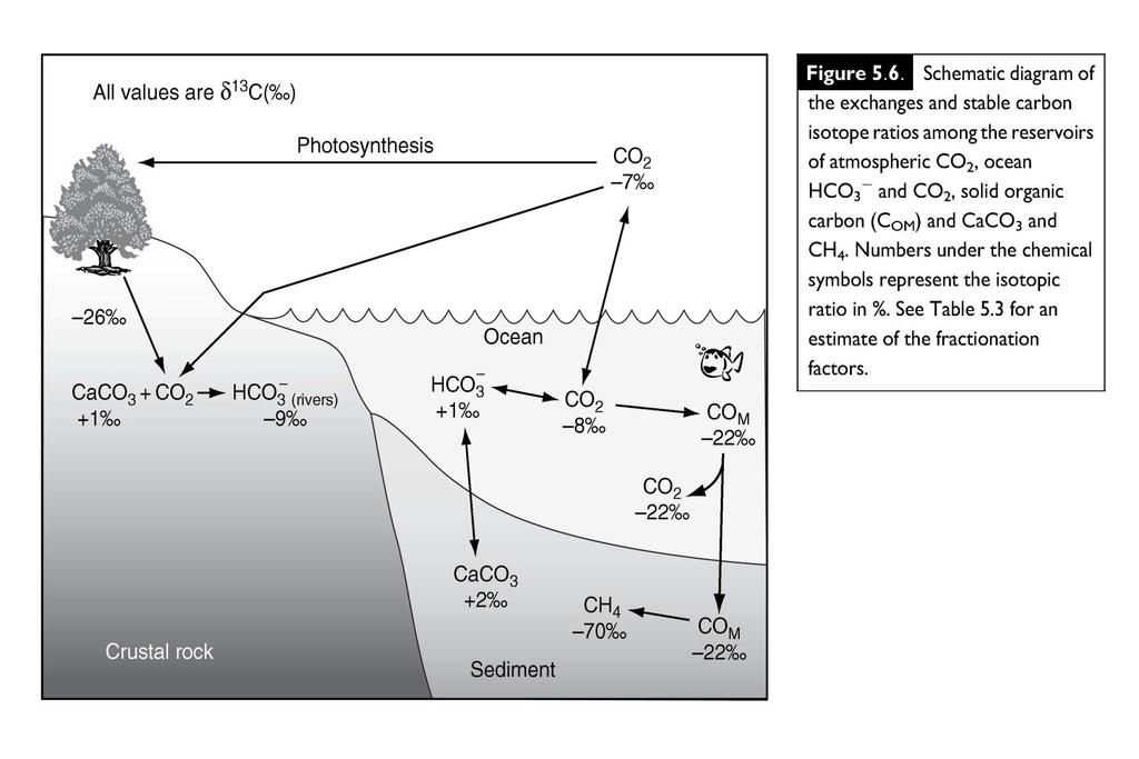 Fractionation of carbon is primarily biologically mediated Emerson and