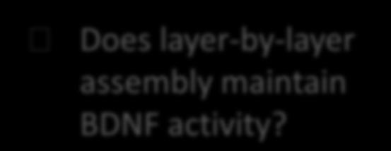 assembly maintain BDNF activity?