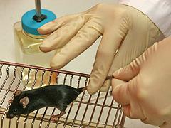 Mice should be housed in a quiet environment, without excessive noise or vibration.