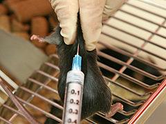 Method Mice should be acclimated at your facility for at least 7 days before immunization.