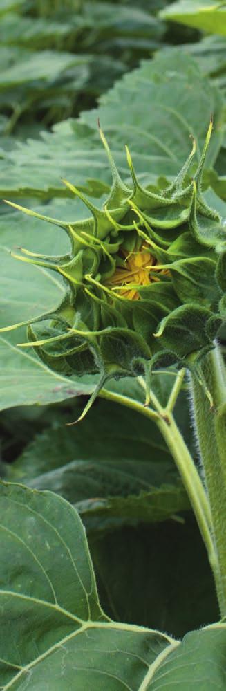 CruiserMaxx Sunflower conveniently delivers improved insect and disease protection in just one application by combining the cutting-edge insect protection of Cruiser insecticide along with