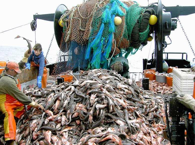 Overfishing occurs when more so many fish are taken that the fish population does not recover.