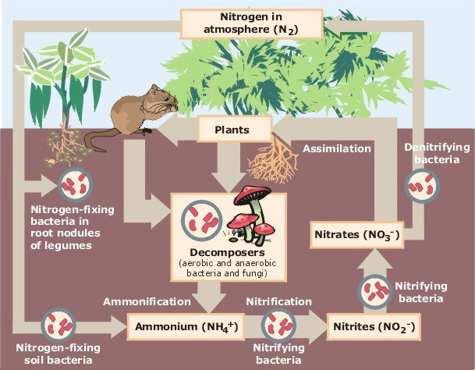 Gaseous nitrogen in the atmosphere is converted into ammonia and nitrates by bacteria.
