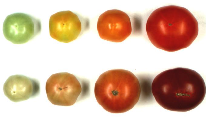 Output Trait Example: Carotenoids Plants as Factories 28 Proof of Concept in Tomato (Model Plant)* Carotenoid Tomato: Standard Tomato: Carotenoids are used: - To give salmon its typical pink color -
