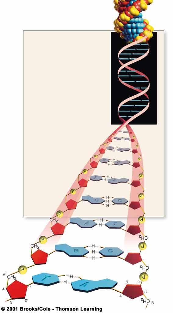 DNA consists of two nucleotide strands Watson-Crick Model Strands run in opposite directions Strands