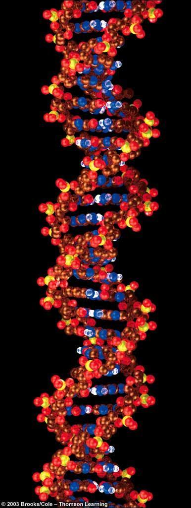 Structure of the Hereditary Material Experiments in the 1950s showed that DNA is the hereditary material Scientists