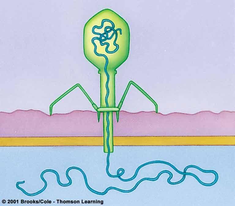 Bacteriophages Viruses are NOT living, they do not satisfy all the characteristics of life.