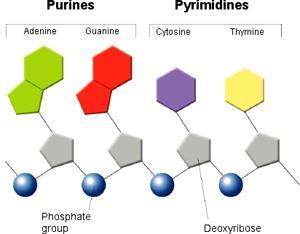 There are four kinds of nitrogenous bases in DNA, and they are divided into two groups: Purines and Pyrimidines Purines Two ring structures Adenine and