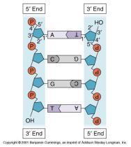 The nitrogenous bases stick out sideways from the chain and can be joined together in any order.