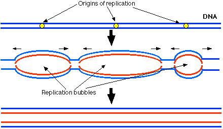 In Eukaryotes, replication occurs at hundreds of places.